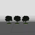 Three Green Arbor Trees With Thick Trunks And Lush Canopies On Circular Bases