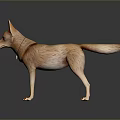 3D Model Character of Brown Dingo Standing on Dark Reflective Background 3d model