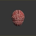 brain brain human brain brain structure 3d model