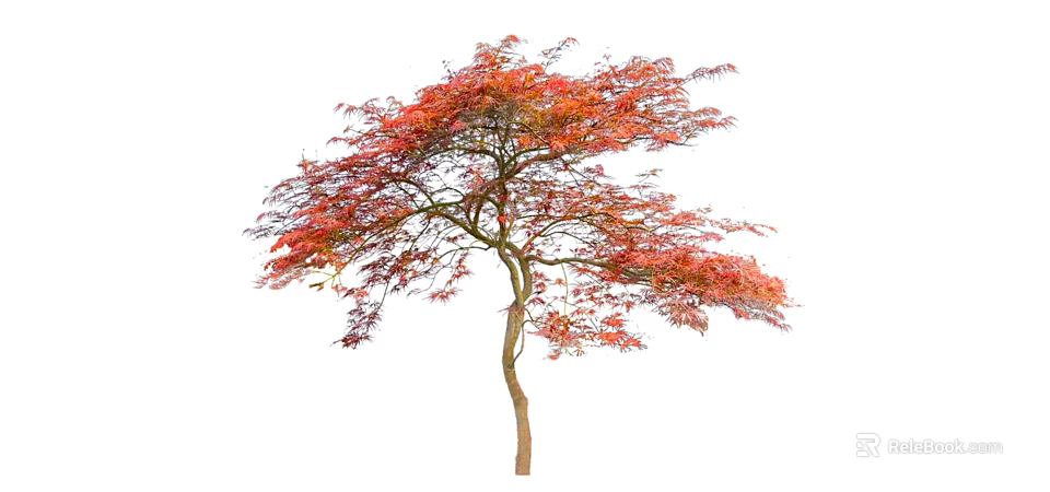 Single Deciduous Tree With Red Orange Autumn Leaves And Brown Trunk On White Background 3d model 