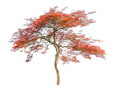 Single Deciduous Tree With Red Orange Autumn Leaves And Brown Trunk On White Background 3d model