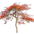 Single Deciduous Tree With Red Orange Autumn Leaves And Brown Trunk On White Background