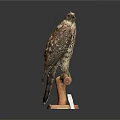 Realistic Stuffed Hawk Perched On Wooden Base Taxidermy With Detailed Feathers