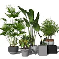 Stylish Bonsai and Potted Plants with Various Green Leaves and Decorative Pots on Stands