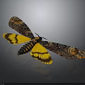 Vibrant Moth With Yellow And Black Patterned Spread Wings Isolated On Dark Background 3d model