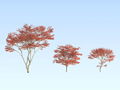 Three Tall Arbor Trees With Vibrant Red Leaves Against Blue Sky 3d model