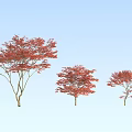 Three Tall Arbor Trees With Vibrant Red Leaves Against Blue Sky