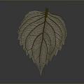 Light Colored Plant Leaf With Clear Veins On Gray Gradient Background And Reflection 3d model