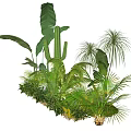Tropical Arbor Collection Featuring Palm Trees Banana Leaves Cactus And Lush Ferns