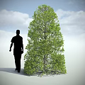 Lush Green Tree With Dense Foliage And Man Silhouette Walking Beside Under Cloudy Sky