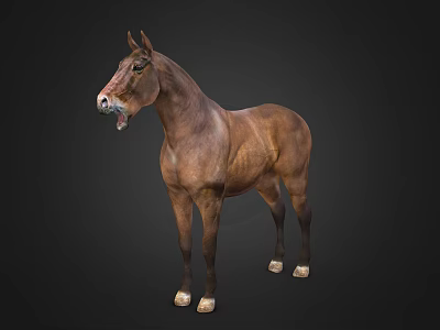 Brown Horse In Standing Posture With Open Mouth On Dark Background 3d model