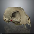Animal Skull Organ Specimen With Red Marker Number 197 03 And Dental Structure