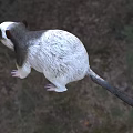Gray And White Reptile With Short Limbs And Tail In Grassy Natural Habitat