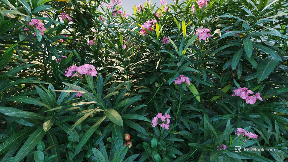 Ornamental Shrub With Lush Green Leaves And Vibrant Pink Flowers In Garden 3d model 