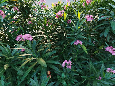 Ornamental Shrub With Lush Green Leaves And Vibrant Pink Flowers In Garden 3d model