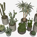 Bonsai Potted Plants Various Cacti And Succulents In Cement And Ceramic Pots