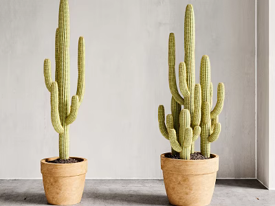 Two Tall Green Cactus Plants In Terracotta Pots For Indoor Decor 3d model