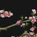Beautiful Arbor Branches With Pink Blossoms Green Leaves And Natural Texture