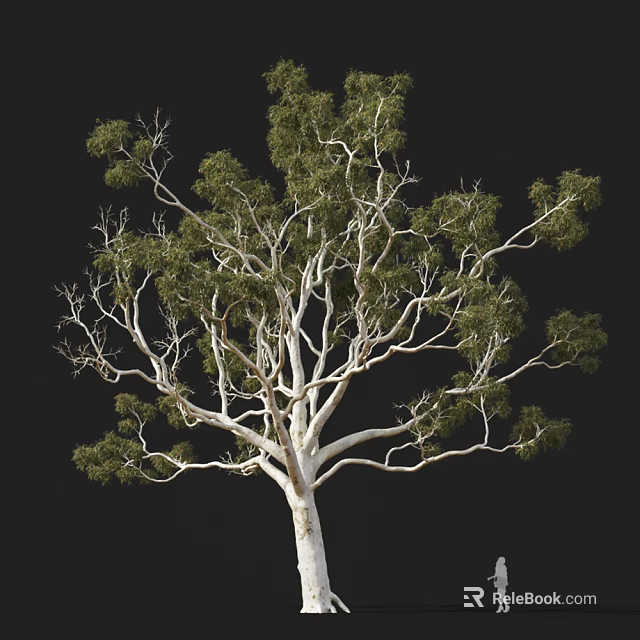 Tall Tree With White Trunk And Green Leaves On Spreading Branches 3d model 