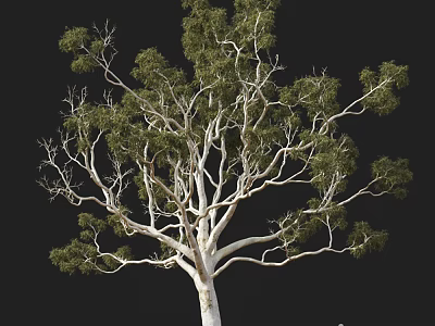 Tall Tree With White Trunk And Green Leaves On Spreading Branches 3d model