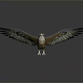 Flying Animal Eagle with Spread Wings Clear Claws and Reflection on Gray Gradient Background 3d model