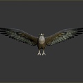 Eagle Large Eagle Owl Raptor Falcon Bird Bird Bird Animal Game Animal 3d model