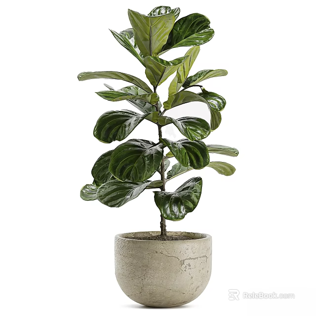 Fiddle Leaf Fig Decorative Plant with Large Green Leaves in Concrete Pot for Indoor Ornament 3d model 