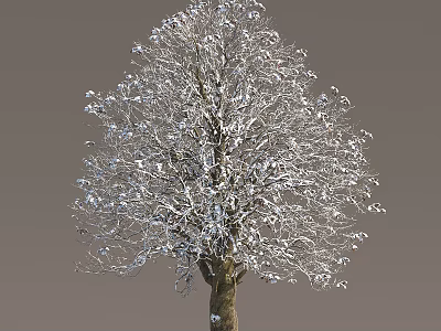Deciduous Tree With Snow Covered Branches And Brown Trunk In Winter 3d model