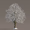 Deciduous Tree With Snow Covered Branches And Brown Trunk In Winter 3d model