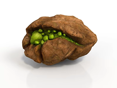Opened Walnut with Fresh Green Kernels Inside Showing Natural Texture 3d model