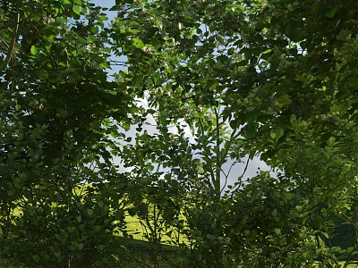 Lush Green Leafy Bushes Growing Under Blue Sky With Grassy Field 3d model