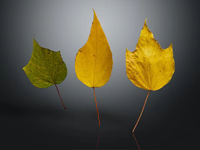 Three Leaves Showing Green to Yellow Color Transition on Dark Background 3d model