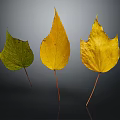 Three Leaves Showing Green to Yellow Color Transition on Dark Background