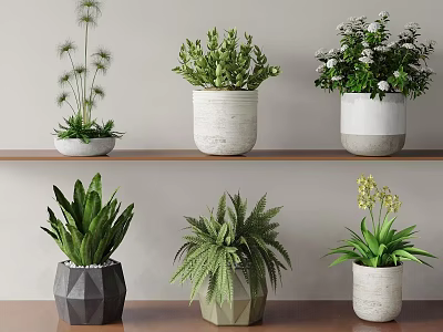 Elegant Decorative Bonsai Potted Plants With Various Greenery On Wooden Shelves 3d model