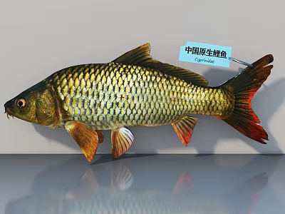 Chinese Native Silver Carp Freshwater Aquatic Animal With Vibrant Scales And Natural Habitat 3d model