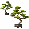 Elegant Bonsai Plant With Curved Trunk And Lush Green Foliage In Ceramic Pot