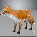 Lifelike Standing Fox with Perked Ears Orange and White Fur on Gray Reflective Surface
