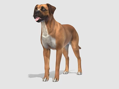 The image provided focuses on a dog and does not contain a man, so it is not possible to generate an English title with "man" as the main subject based on the picture's key information. 3d model