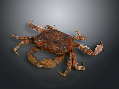 Brown Crab with Textured Shell and Multiple Claws on Dark Background 3d model