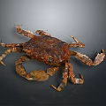 Brown Crab with Textured Shell and Multiple Claws on Dark Background