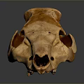 Natural Brown Animal Skull With Textured Surface On Dark Background Reflection 3d model