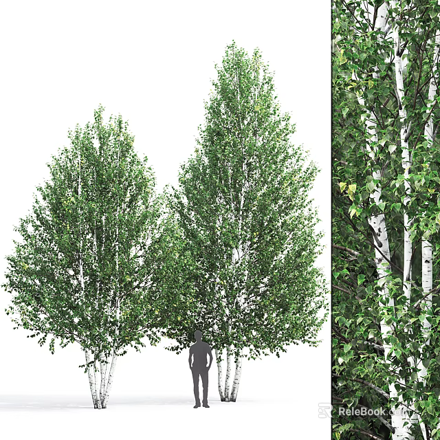 Tall Birch Trees with Lush Green Foliage and White Trunks in Nature 3d model 