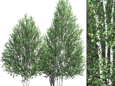Tall Birch Trees with Lush Green Foliage and White Trunks in Nature 3d model