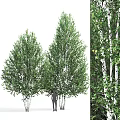 Tall Birch Trees with Lush Green Foliage and White Trunks in Nature
