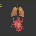 Respiratory organs Human respiratory organs Human respiratory system Respiratory system model Lung model 3d model