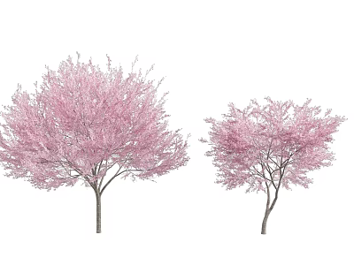 Beautiful Vibrant Two Trees With Full Pink Blossoms Flourishing In Spring 3d model