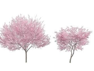 Cherry Tree Big Tree Flower Tree Cherry Blossom 3d model