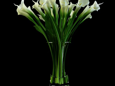 Transparent Glass Vase With White Calla Lilies And Green Stems On Black Background 3d model