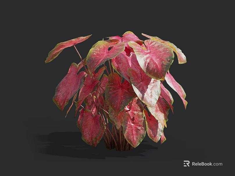Vibrant Red and Green Leaf Plant with Broad Foliage and Lush Appearance 3d model 