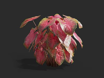 Vibrant Red and Green Leaf Plant with Broad Foliage and Lush Appearance 3d model